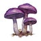 Mushroom Fungi Toadstools Nature Botanical Illustration Clipart