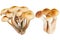 Mushroom Fungus. Many Fungi mushrooms