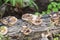 Mushroom Fungus on Tree