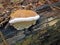 Mushroom Ganoderma applanatum.