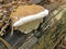 Mushroom Ganoderma applanatum.
