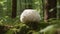 Mushroom Giant Puffball