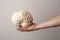 Mushroom Giant puffball as brain on man hand.