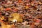 Mushroom gills radiating from fallen colorful autumn leaves