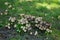 Mushroom glade. Kaulsdorf, Berlin, Germany