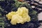 mushroom golden ear or yellow trembler, Tremella aurantia