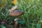 Mushroom among grass