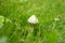 Mushroom in the grass