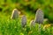 Mushroom among the grass