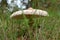 Mushroom in grass