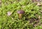 Mushroom on grassy ground