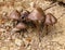 Mushroom grebe, growing on stony ground. In food you can not use