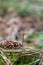 Mushroom grebe grows in a clearing in the forest. He is still sm