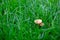 Mushroom in the green grass. Photo of a mushroom growing in lawn grass. Background for a banner with a mushroom and space for