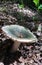 Mushroom green russula, in the forest