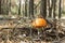 The mushroom grew in the autumn forest bathed in sunlight