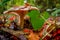 mushroom grop in the forest with yellow autumn background