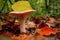 mushroom grop in the forest with yellow autumn background