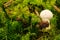 Mushroom On The Ground Among Fern And Pine Tree Needles