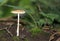 Mushroom on the ground in the forest