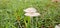 Mushroom on the ground in rainy season.