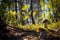 Mushroom grow in moss and coniferous wood