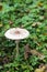 Mushroom growing in forest wilderness habitat, after the rain