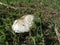 Mushroom growing in the garden . Small fungi in the green grass