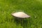 Mushroom growing in green grass with water droplets - selective focus