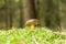 Mushroom growing on ground