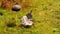 A mushroom growing in the ground stands on a green lawn, it is raining. Rain pours drops on the mushroom and autumn leaf