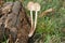 Mushroom growing on manure