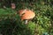 Mushroom growing among moss and autumn vegetation, view from above