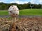 A mushroom growing near Optimist Field in Rutledge, Tennesse