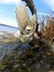 Mushroom growing out of driftwood at Cayuga Lake