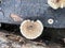 Mushroom growing on a rotten branch