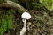 Mushroom growing from tree stump, Richmond,Virginia