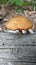 Mushroom growing on the trunk of a felling tree