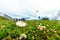 Mushroom grown on green grass, Puerto Natales, Chile. With selective focus