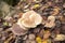 Mushroom grown in natural environment in autumn.