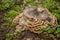 Mushroom grows on an old tree trunk. A group of large tree fungi or fungi parasitizes a moss-covered tree