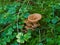 Mushroom growth in wet grasses, fall season nature in detail