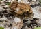 mushroom gyromitra in spring forest