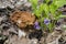 Mushroom gyromitra and violet dog in spring forest