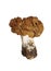 Mushroom gyromitra on white background isolated