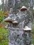 Mushroom heap on the birchtree, environment details,