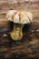 Mushroom - Hemipholiota populnea