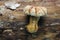 Mushroom - Hemipholiota populnea