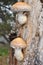 Mushroom Hemipholiota populnea