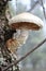 Mushroom Hemipholiota populnea